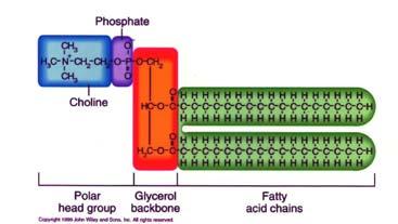 3 Lipidi: Molecole Insolubili in acqua I fosfolipidi hanno due codi di acidi grassi idrofobici e un gruppo idrofilico legato al glicerolo.