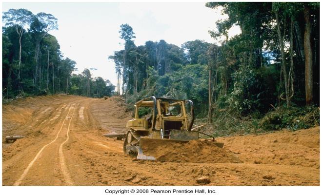 Deforestazione rimuove lo strato organico fertile.