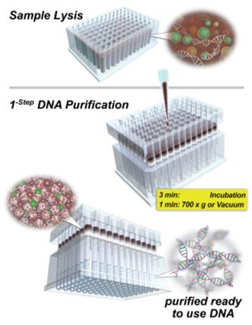 DNA mediante elletroforesi su gel di agarosio