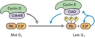 Il passaggio attraverso il punto di restrizione G0 richiede l attività del fattore E2F, il quale promuove la trascrizione di geni codificanti le proteine necessarie per la duplicazione del DNA