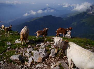 15 LUNEDÌ 1 Alla scoperta dei canyons Bergamaschi Relatori Anna Fusco e Denis Pianetti Ore 21.00 Piazza dell Orso, Schilpario LUNEDÌ 1 E MARTEDÌ 2 Festa del perdono di Assisi con indulgenza 1/08 S.