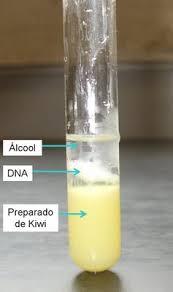 Lasciando a riposo le provette per qualche minuto si è formato, tra lo strato giallo-verdastro del fondo e lo strato limpido di alcool, uno strato biancastro di materiale dall'aspetto gelatinoso, si