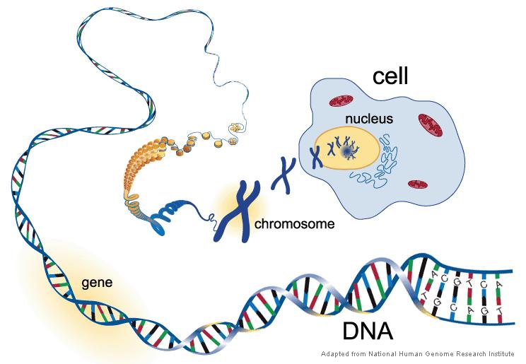 Il DNA (acido deossiribonucleico) è la macromolecola in cui risiedono tutte le informazioni necessarie alla cellula (l unità strutturale di base della materia vivente) per vivere e riprodursi.