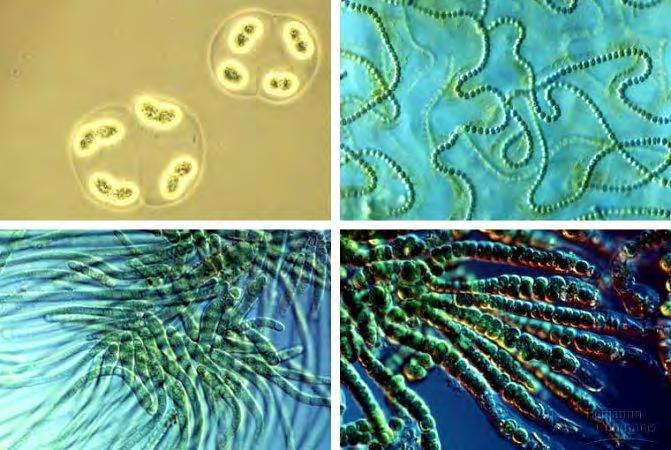 I CIANOBATTERI I cianobatteri o alghe verdi-azzurre sono batteri fotosintetici appartenenti al gruppo dei Procarioti insieme virus