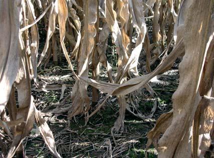 La superficie minima ad impegno è comunque pari ad un ettaro.