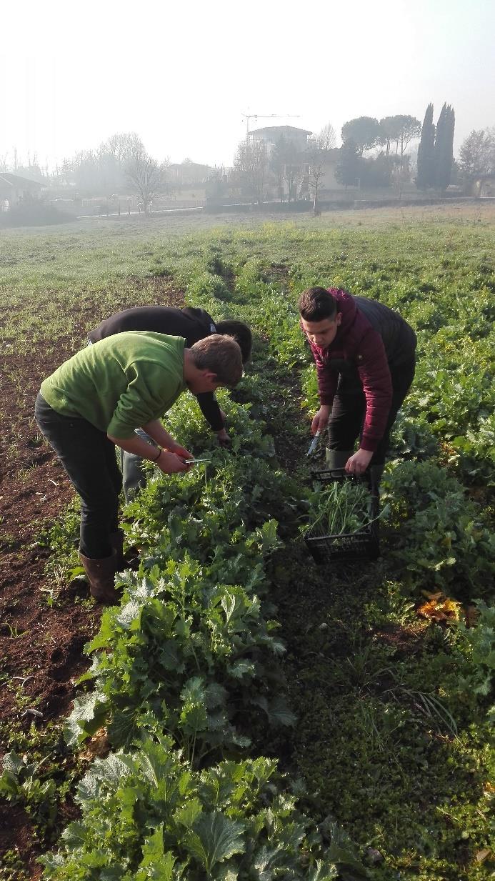 di lasciare ad ogni taglio almeno 3/4 gemme sotto il punto di taglio Le piantine possono superare così l inverno e la raccolta può arrivare