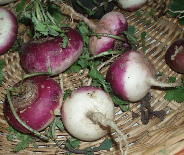 Brassica rapa L., subsp. Sylvestris L.