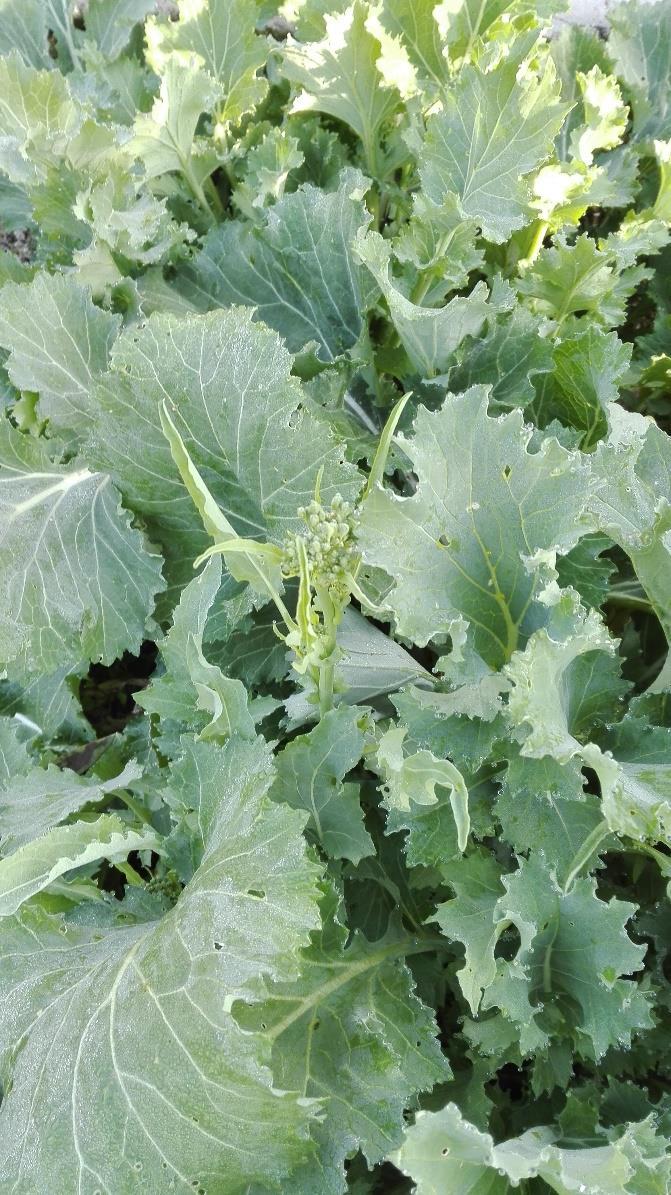 Broccoletto di Roccasecca: risorsa genetica da tutelare La foglia: plurilobata e frastagliata