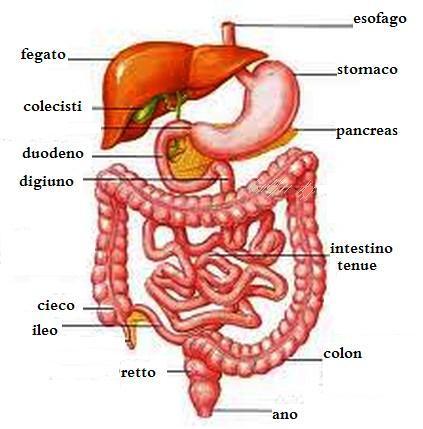 L apparato digerente È un insieme di organi che permettono la digestione, cioè