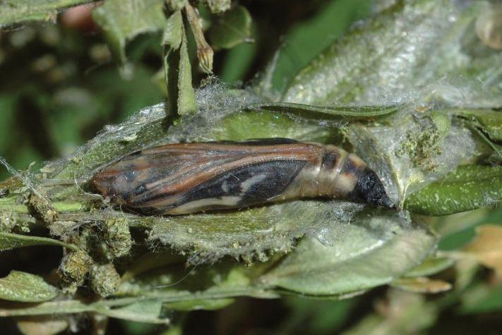 6 7. foto Leo Kuzmits Biologia In Europa l insetto compie 3/4 generazioni l anno.