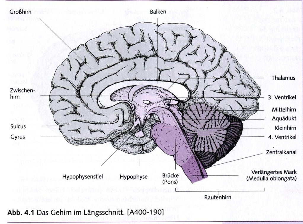 GLI INSCINDIBILI STRATI FUNZIONALI ISTINTI (rettile) midollo allungato, tronco encefalico, ipotalamo, amigdala e cervelletto EMOZIONI E MEMORIE INCONSCE: (mammifero)- Amigdala, sistema