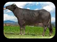 Morisiasco, dopo più di un secolo passato ad allevare capi di razza Piemontese e Frisona, si innamora della bufala.