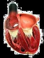 L anatomia e la fisiologia del cuore UDA 2: La struttura e la funzione dei vasi sanguigni UDA 3: La circolazione sanguigna UDA