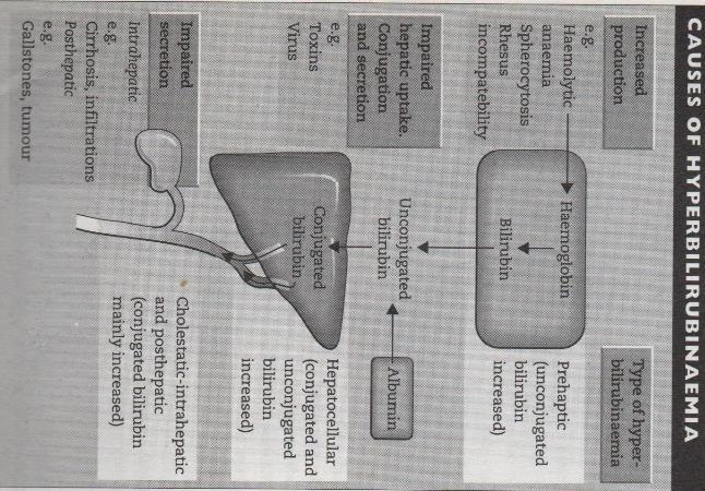 BILIRUBINEMIA Misura della bilirubina totale nel plasma v. r.