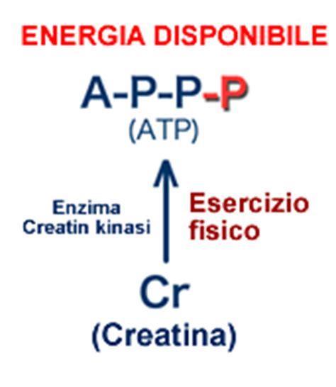 CREATIN(fosfo)CHINASI (CPK o CK) Enzima citosolico dimerico, 40 kda Due subunità, B (Brain) e M (Muscle), codificate da geni diversi Tre isoenzimi: BB, BM, MM Nel muscolo