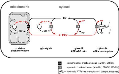 CREATIN CHINASI, isoforma Mitocondriale CK-Mt =