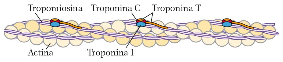 LA TROPONINA Legata al complesso F-actina/tropomiosina nei filamenti sottili a riposo Formata da tre diverse subunità: C, I, T I: impedisce