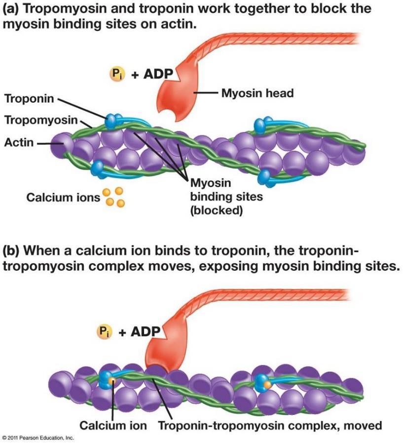 sarcoplasmatico, per interazione con la subunità C, modifica l intera troponina, consentendo all actina di legarsi alla miosina Le troponine