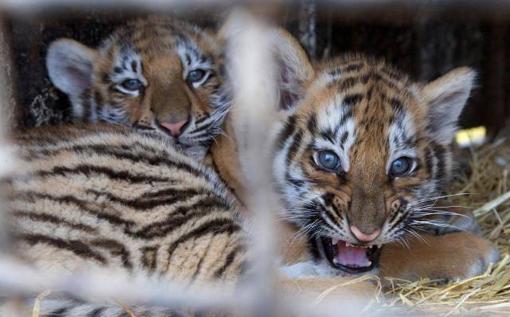 Circo con tigri e leoni a Nettuno, il domatore replica alle critiche: Sono amati 02.12.