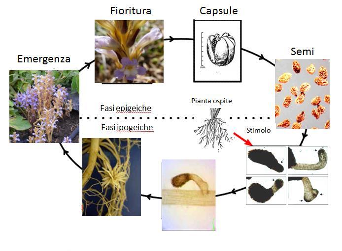 Esperienze di controllo di Orobanche ramosa L.