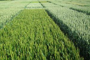 Effetto del sovescio di alcune linee di brassica ad alto