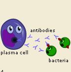 I linfociti B à immunità umorale I linfociti B hanno origine nel midollo osseo, poi migrano direttamente nel sangue Dopo l