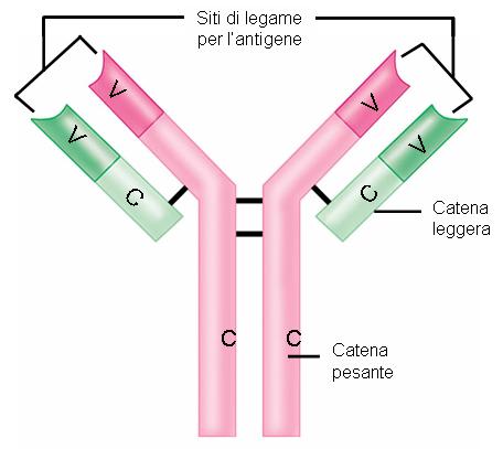 Forma dell'anticorpo Regione variabile Catena leggera Frammento anticorpale