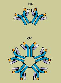 Classi di Anticorpi Gli anticorpi appartengono a un