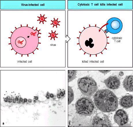Esprimono CD8 Linfociti T citotossici Riconoscono gli antigeni presentati dal MHC I