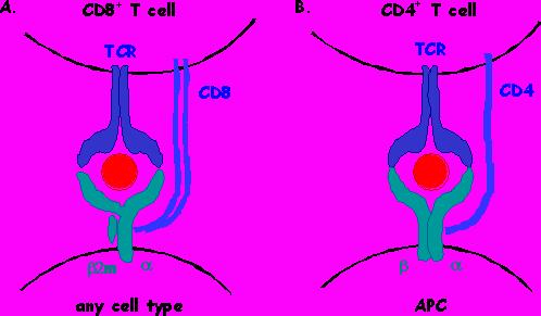 Cellula T citotossica Due tipi di