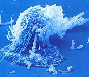 Antigen Presenting Cells (APC) Macrofagi Linfociti B Cellule