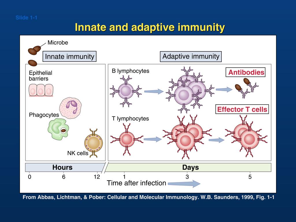 LA RISPOSTA IMMUNITARIA batteri Barriere epiteliali Immunità innata Linfociti B Immunità
