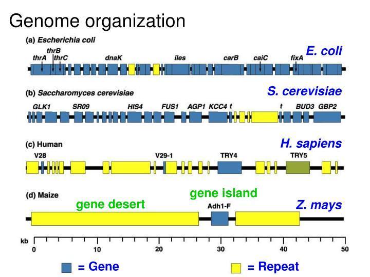 Molti cromosomi batterici hanno un organizzazione efficiente.