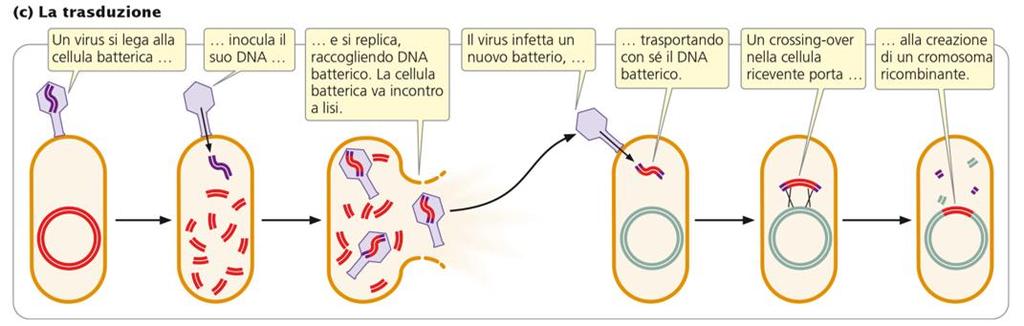 I BATTERI SCAMBIANO GENI ATTRAVERSO CONIUGAZIONE, TRASFORMAZIONE E TRASDUZIONE 3 Parliamo invece di TRASDUZIONE quando virus batterici (i batteriofagi)