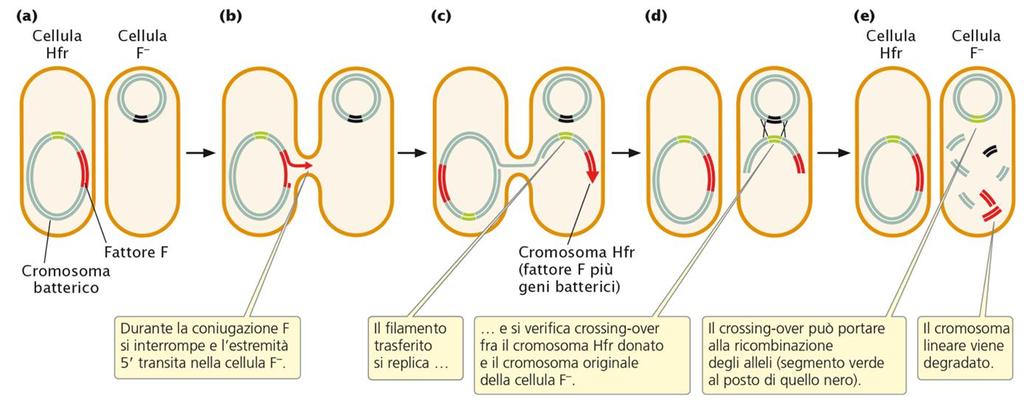 LE CELLULE HFR Nella coniugazione fra cellule Hfr e F -, il fattore F integrato nel cromosoma subisce un interruzione e l estremità del filamento interrotto entra nella cellula F -.