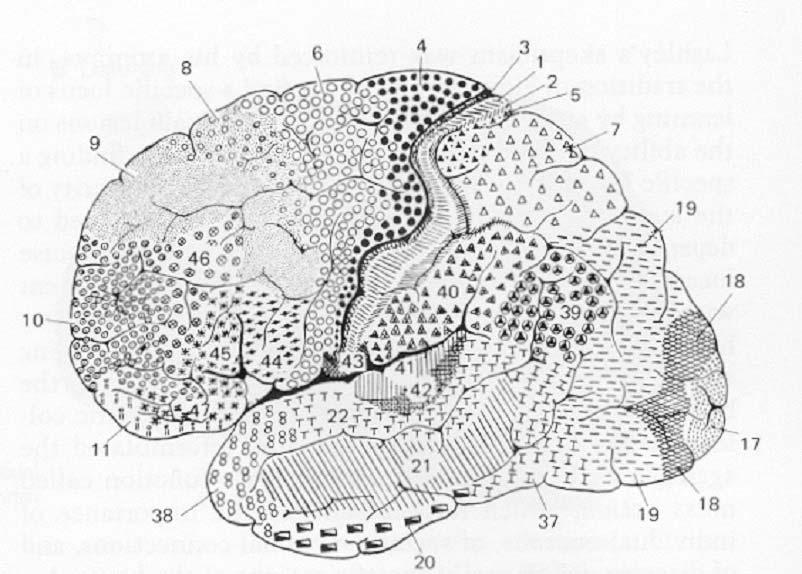 I lobi cerebrali Lobo frontale: pianificazione dell attività, rappresentazione delle azioni.