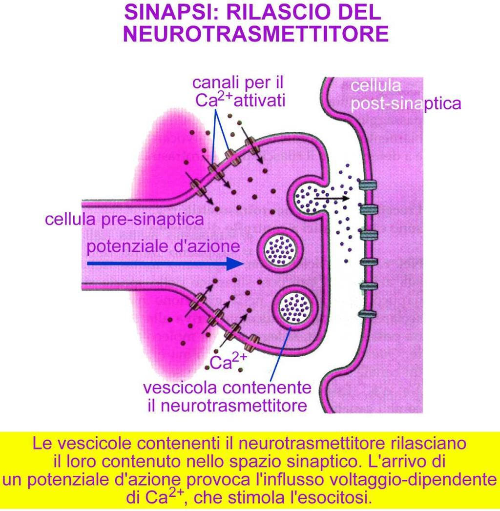 Il neurotrasmettitore viene rilasciato dalla terminazione assonica (cellula pre-sinaptica) nello spazio o fessura sinaptica, dove si lega al recettore