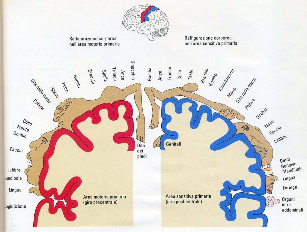 Rappresentazione pittorica della superficie di corteccia motoria (in rosso) o sensitiva (in blu) dedicata alle diverse parti del corpo.