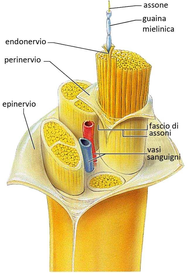 Un nervo periferico: numerosissimi assoni mielinizzati sono circondati da guaine connettivali per formare dei fasci di assoni.