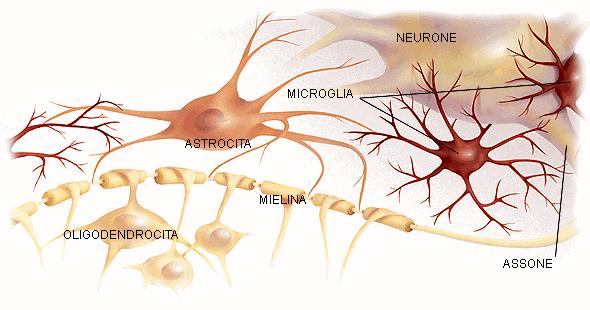 CELLULE