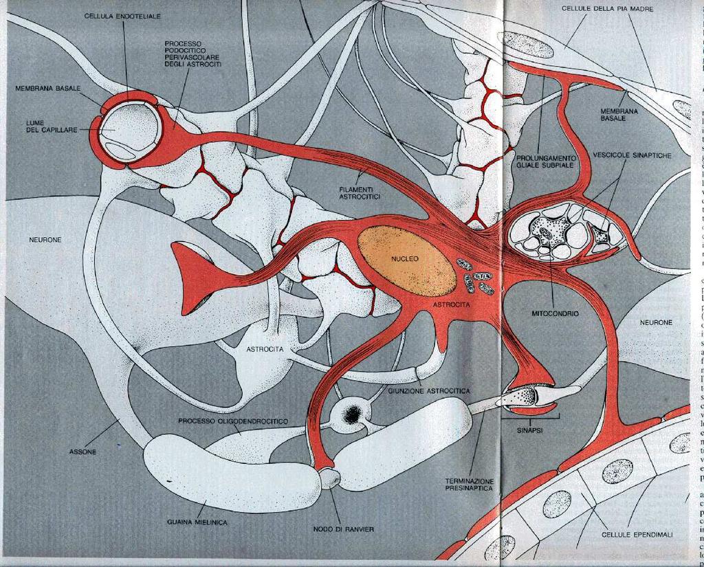 GLIA 20