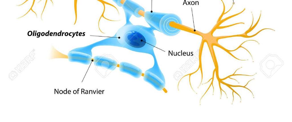 FUNZIONE DEGLI ASTROCITI sostengono meccanicamente i neuroni (fibre amieliniche) regolano il bilancio e il flusso ionico (sodio e potassio) insieme alle cellule endoteliali dei capillari