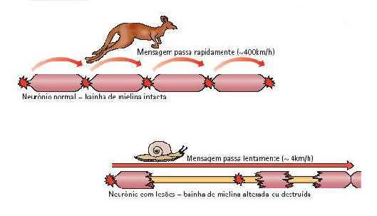 considerevolmente la velocità di conduzione dell impulso nervoso Velocità di conduzione dell impulso nervoso in neuroni di mammiferi Tipo Diametro