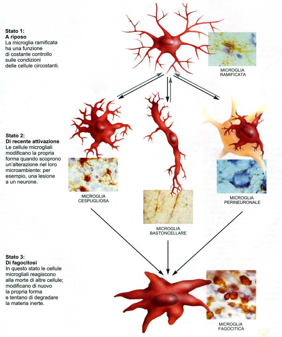 MICROGLIA sono i macrofagi del SNC, negli stati patologici diventano mobili ed intervengono nei processi di difesa EPENDIMA E CELLULE DEI PLESSI CORIOIDEI (NEUROGLIA EPITELIALE) L EPENDIMA E UN