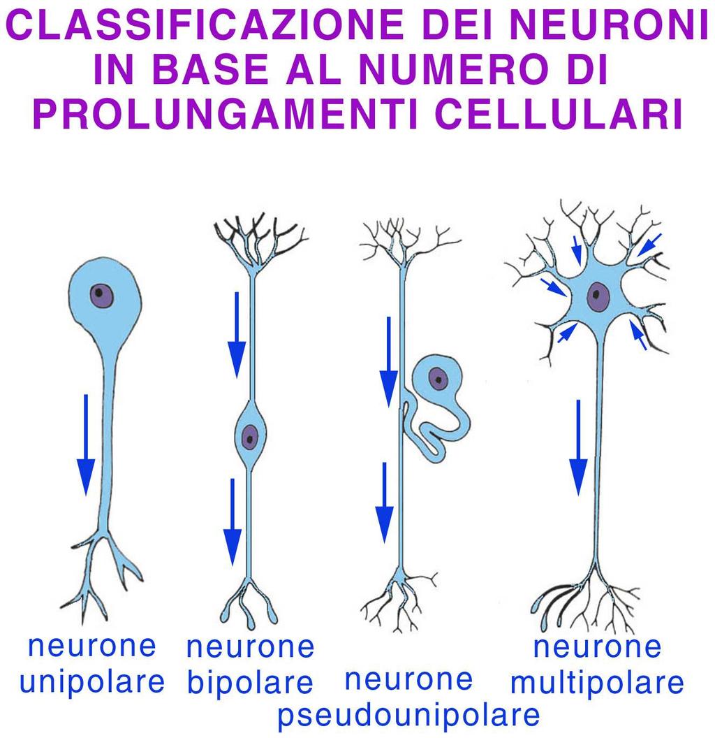 schema delle parti fondamentali del neurone dendrite soma o corpo cellulare (pirenoforo)
