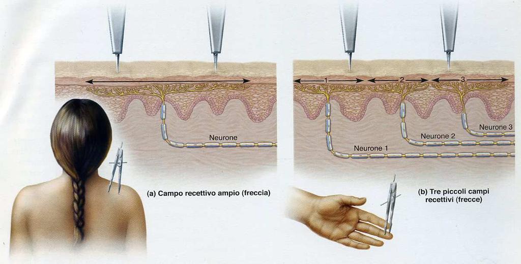Tutti gli stimoli applicati in quel campo recettoriale vengono percepiti allo stesso modo e non è possibile discriminare stimoli applicati a punti diversi dello stesso campo Il