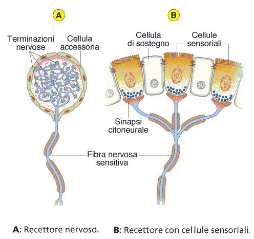 I recettori sensoriali convertono uno stimolo in modificazioni del potenziale di membrana definito potenziale di recettore o potenziale generatore Recettore del I tipo: costituito direttamente dalla