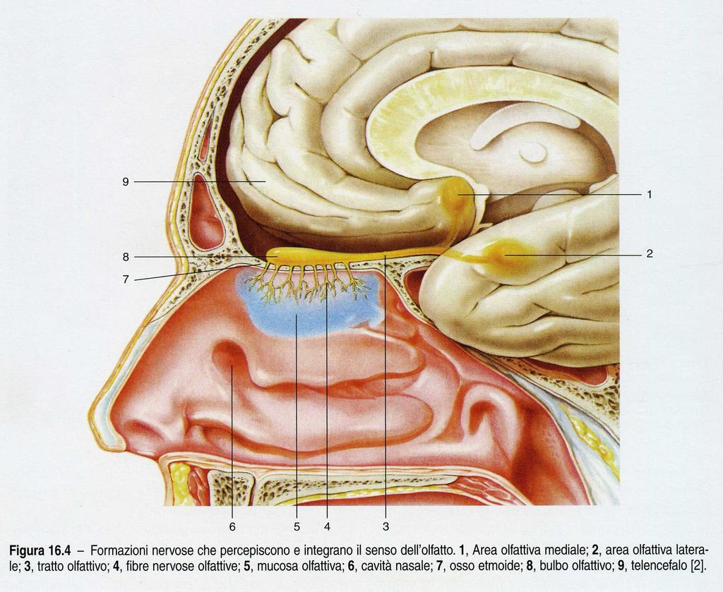 MODIFICANDO LA PERMEABILITA DELLA MEMBRANA A SPECIFICI IONI IL POTENZIALE DI MEMBRANA SUBIRA DEI CAMBIAMENTI.