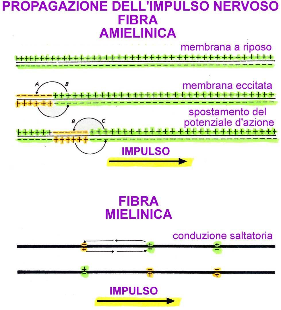 La depolarizzazione di un tratto di membrana induce la apertura dei canali voltaggio dipendenti nella zona adiacente INVERSIONE DI POTENZIALE La