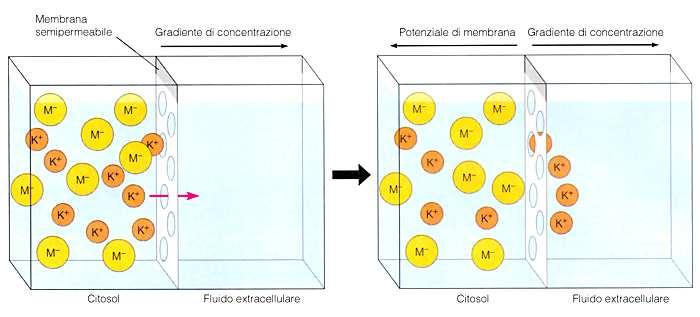 NEL CITOPLASMA IL POTASSIO È IL PRINCIPALE CATIONE E NELLA MEMBRANA SONO PRESENTI CANALI PER IL POTASSIO. I PRINCIPALI ANIONI SONO RAPPRESENTATI DA MACROMOLECOLE INCAPACI DI ATTRAVERSARE LA MEMBRANA.